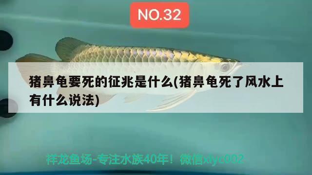 豬鼻龜要死的征兆是什么(豬鼻龜死了風水上有什么說法) 豬鼻龜