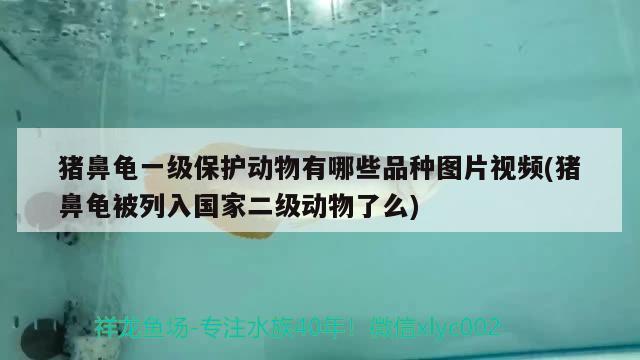 豬鼻龜一級保護動物有哪些品種圖片視頻(豬鼻龜被列入國家二級動物了么)