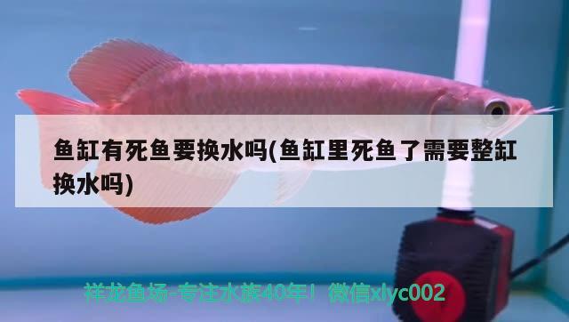 魚缸有死魚要換水嗎(魚缸里死魚了需要整缸換水嗎)