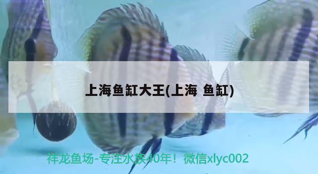 上海魚缸大王(上海魚缸) 黑白雙星魚 第2張