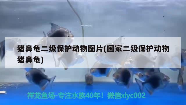 豬鼻龜二級保護(hù)動物圖片(國家二級保護(hù)動物豬鼻龜) 豬鼻龜