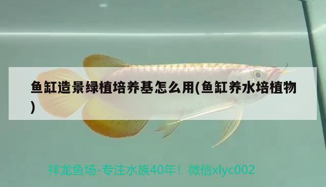 魚缸造景綠植培養(yǎng)基怎么用(魚缸養(yǎng)水培植物) 水草