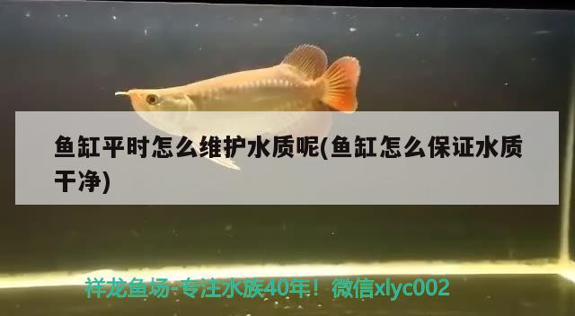 魚(yú)缸平時(shí)怎么維護(hù)水質(zhì)呢(魚(yú)缸怎么保證水質(zhì)干凈) 進(jìn)口元寶鳳凰魚(yú)