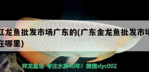 紅龍魚批發(fā)市場廣東的(廣東金龍魚批發(fā)市場在哪里) 龍魚批發(fā)