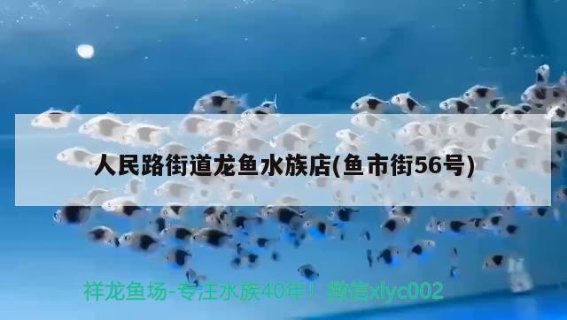 人民路街道龍魚水族店(魚市街56號) 新加坡號半紅龍魚（練手級紅龍魚）