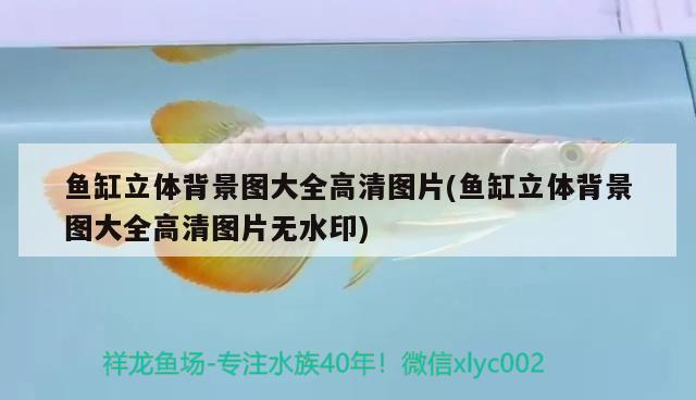 魚缸立體背景圖大全高清圖片(魚缸立體背景圖大全高清圖片無水印) 蘇虎