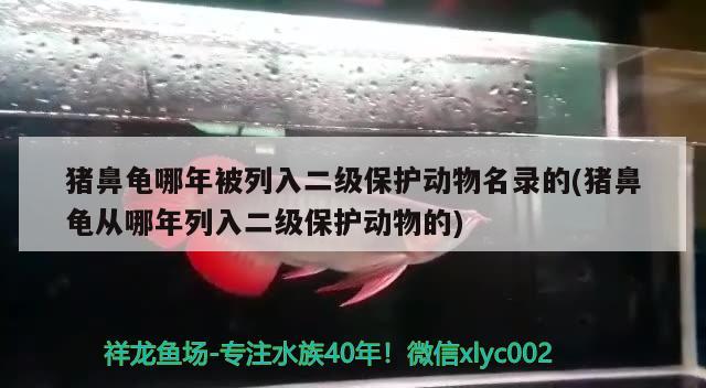 豬鼻龜哪年被列入二級保護動物名錄的(豬鼻龜從哪年列入二級保護動物的) 豬鼻龜