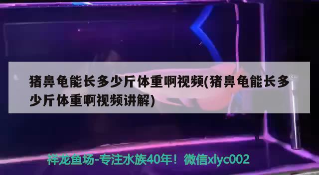 豬鼻龜能長多少斤體重啊視頻(豬鼻龜能長多少斤體重啊視頻講解)