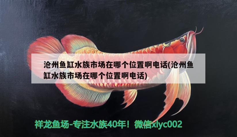 滄州魚缸水族市場(chǎng)在哪個(gè)位置啊電話(滄州魚缸水族市場(chǎng)在哪個(gè)位置啊電話)