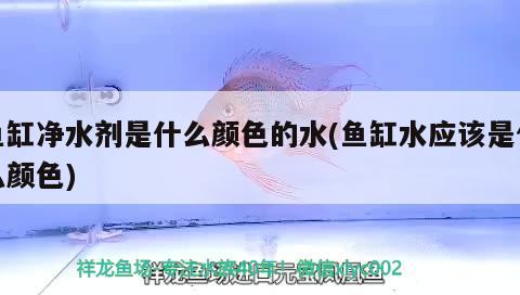 魚缸凈水劑是什么顏色的水(魚缸水應該是什么顏色) 溫控設備