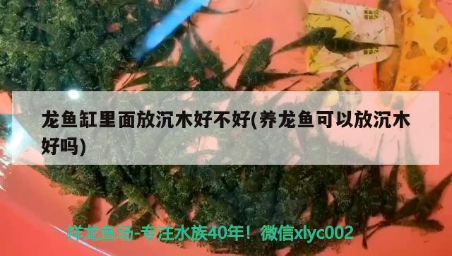 龍魚缸里面放沉木好不好(養(yǎng)龍魚可以放沉木好嗎) 藍(lán)底過背金龍魚