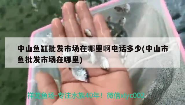 中山魚缸批發(fā)市場在哪里啊電話多少(中山市魚批發(fā)市場在哪里)