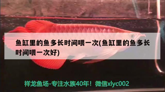 魚缸里的魚多長時(shí)間喂一次(魚缸里的魚多長時(shí)間喂一次好) 廣州龍魚批發(fā)市場