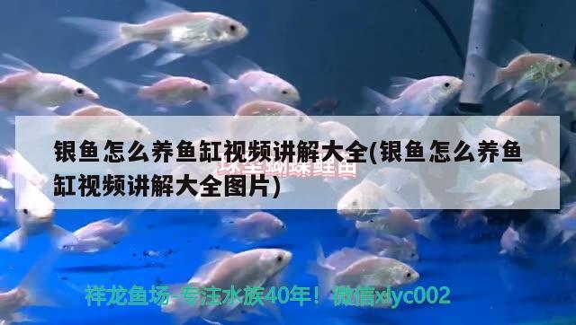 銀魚怎么養(yǎng)魚缸視頻講解大全(銀魚怎么養(yǎng)魚缸視頻講解大全圖片) 潛水泵