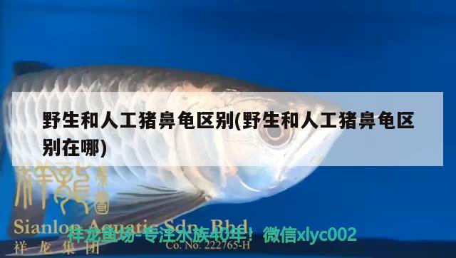 野生和人工豬鼻龜區(qū)別(野生和人工豬鼻龜區(qū)別在哪) 豬鼻龜百科 第2張