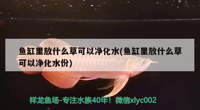 魚缸里放什么草可以凈化水(魚缸里放什么草可以凈化水份) 黑金魟魚