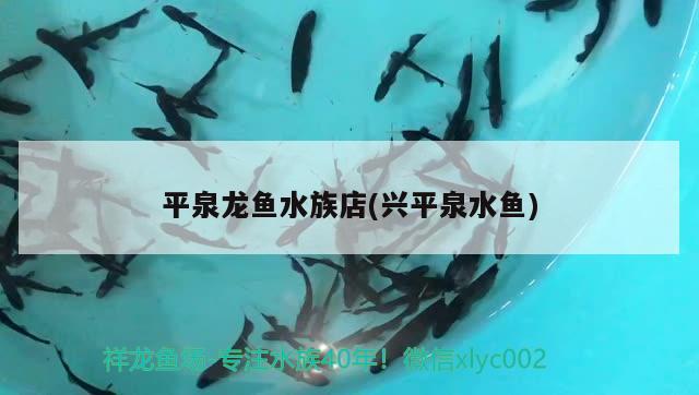 平泉龍魚水族店(興平泉水魚) 泰國(guó)雪鯽魚