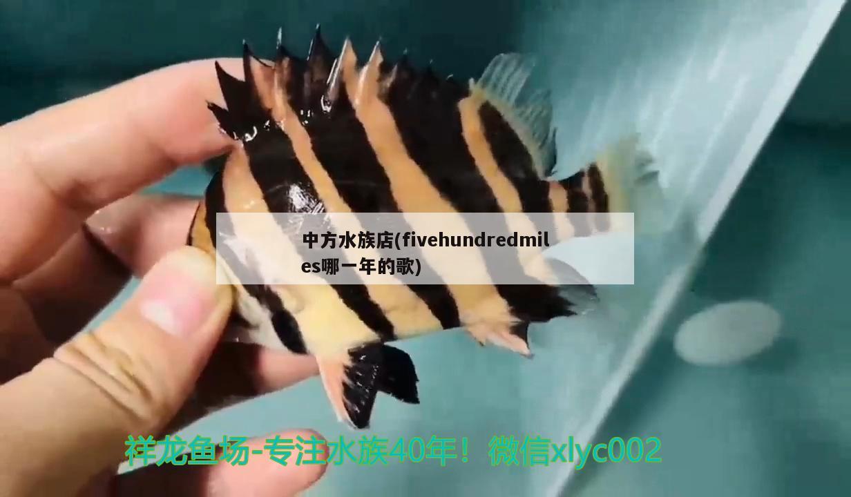 中方水族店(fivehundredmiles哪一年的歌) 白化火箭魚