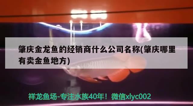 肇慶金龍魚的經銷商什么公司名稱(肇慶哪里有賣金魚地方)