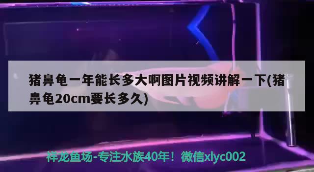 豬鼻龜一年能長多大啊圖片視頻講解一下(豬鼻龜20cm要長多久) 豬鼻龜 第2張