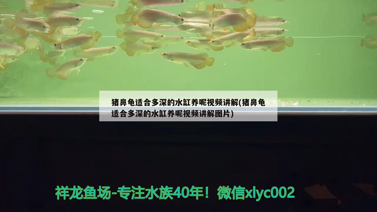 豬鼻龜適合多深的水缸養(yǎng)呢視頻講解(豬鼻龜適合多深的水缸養(yǎng)呢視頻講解圖片) 豬鼻龜百科