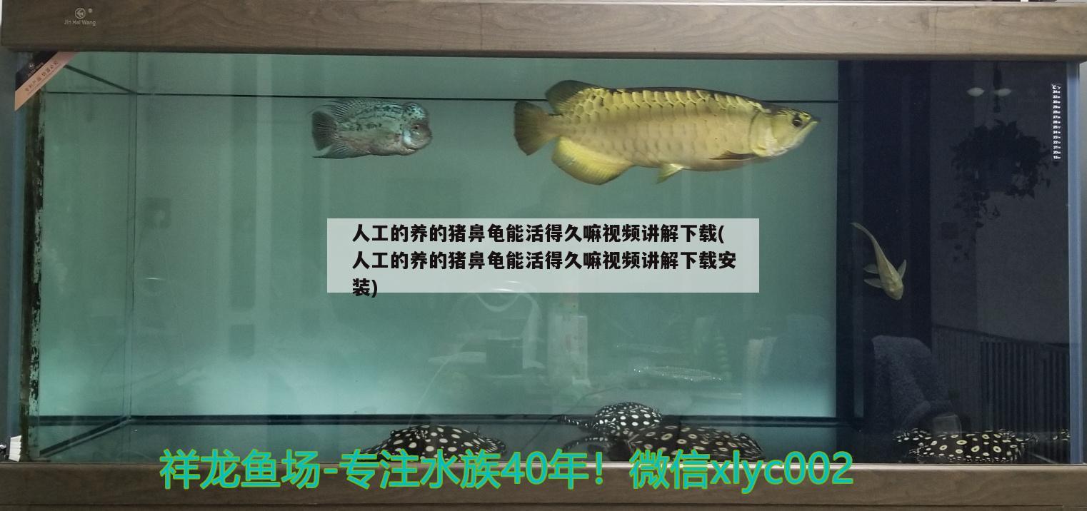 人工的養(yǎng)的豬鼻龜能活得久嘛視頻講解下載(人工的養(yǎng)的豬鼻龜能活得久嘛視頻講解下載安裝) 豬鼻龜百科