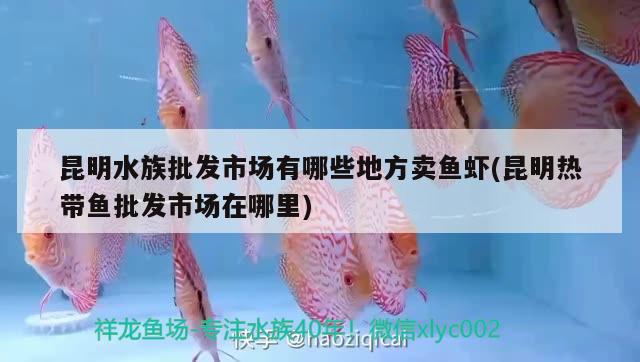 昆明水族批發(fā)市場有哪些地方賣魚蝦(昆明熱帶魚批發(fā)市場在哪里) 觀賞魚水族批發(fā)市場