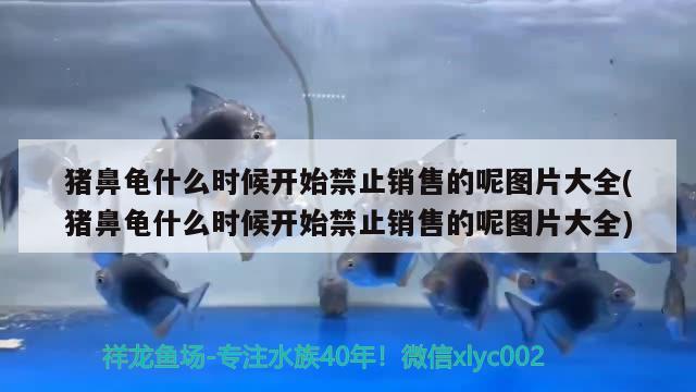 豬鼻龜什么時候開始禁止銷售的呢圖片大全(豬鼻龜什么時候開始禁止銷售的呢圖片大全) 豬鼻龜