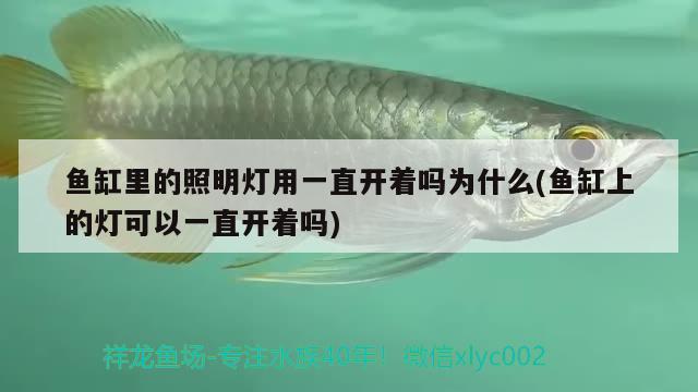 魚缸里的照明燈用一直開著嗎為什么(魚缸上的燈可以一直開著嗎) 水草