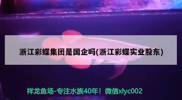 浙江彩蝶集團(tuán)是國(guó)企嗎(浙江彩蝶實(shí)業(yè)股東) 印尼三紋虎