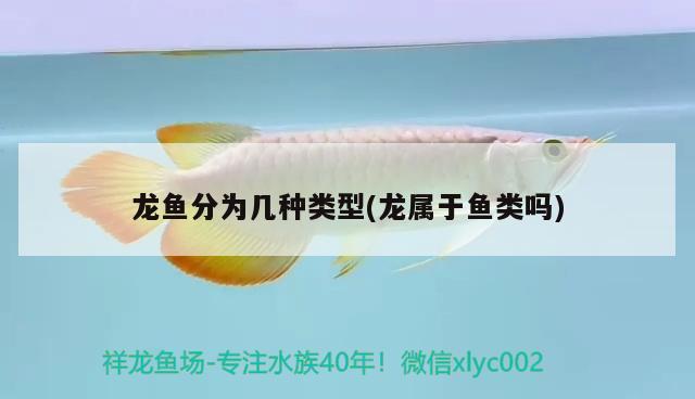 龍魚(yú)分為幾種類型(龍屬于魚(yú)類嗎) 狗頭魚(yú)