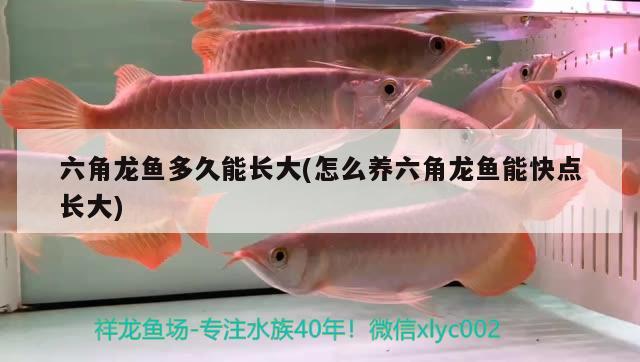 六角龍魚多久能長(zhǎng)大(怎么養(yǎng)六角龍魚能快點(diǎn)長(zhǎng)大)