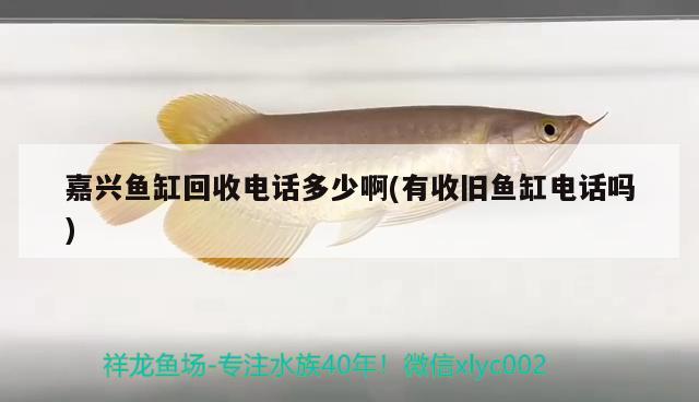 嘉興魚缸回收電話多少啊(有收舊魚缸電話嗎) 藍(lán)底過背金龍魚