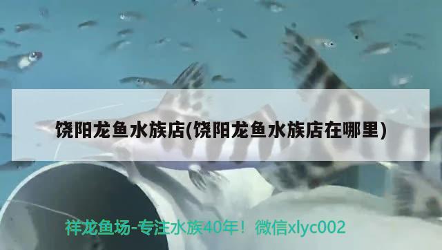 饒陽龍魚水族店(饒陽龍魚水族店在哪里) 白子球鯊魚 第1張