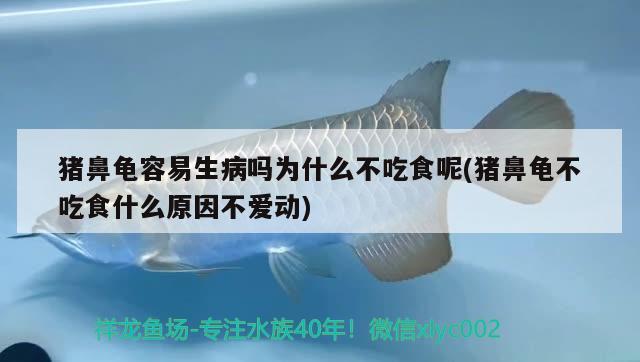 豬鼻龜容易生病嗎為什么不吃食呢(豬鼻龜不吃食什么原因不愛動)