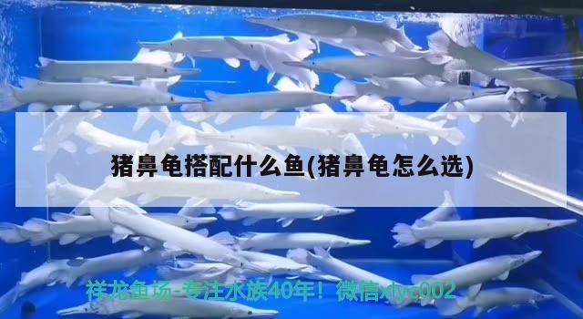 豬鼻龜搭配什么魚(豬鼻龜怎么選) 豬鼻龜