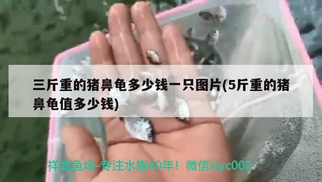 三斤重的豬鼻龜多少錢一只圖片(5斤重的豬鼻龜值多少錢) 豬鼻龜百科