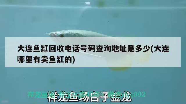 大連魚缸回收電話號(hào)碼查詢地址是多少(大連哪里有賣魚缸的) 三間鼠魚