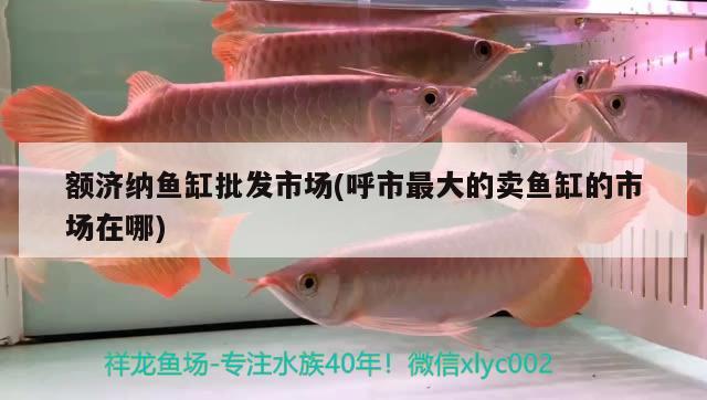 額濟納魚缸批發(fā)市場(呼市最大的賣魚缸的市場在哪)