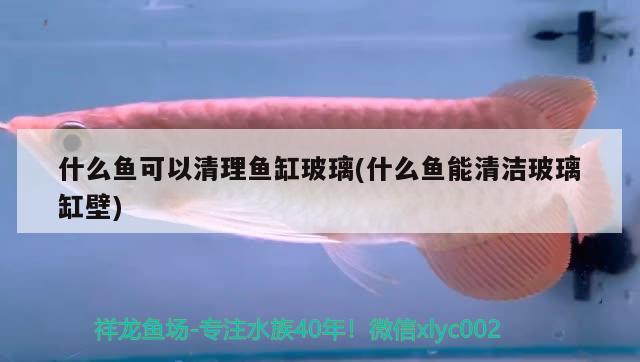 什么魚可以清理魚缸玻璃(什么魚能清潔玻璃缸壁) 虎斑恐龍魚