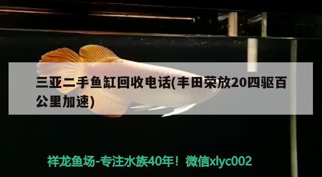 三亞二手魚缸回收電話(豐田榮放20四驅(qū)百公里加速) 黃金斑馬魚