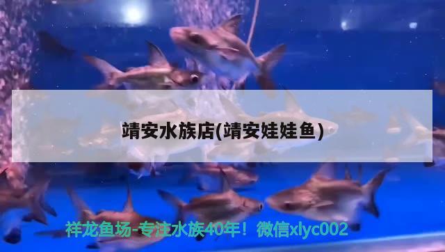 靖安水族店(靖安娃娃魚) 朱巴利魚苗