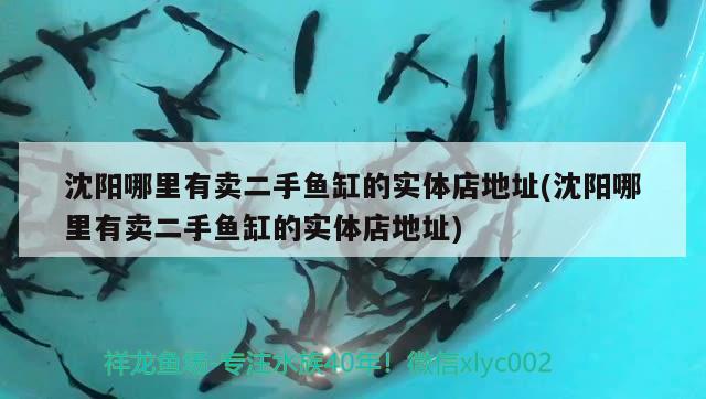 沈陽哪里有賣二手魚缸的實體店地址(沈陽哪里有賣二手魚缸的實體店地址) 蘇虎