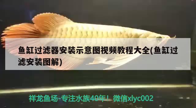 魚缸過濾器安裝示意圖視頻教程大全(魚缸過濾安裝圖解) 魚缸百科