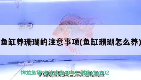 魚缸養(yǎng)珊瑚的注意事項(魚缸珊瑚怎么養(yǎng)) 印尼虎苗