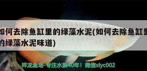 如何去除魚缸里的綠藻水泥(如何去除魚缸里的綠藻水泥味道)