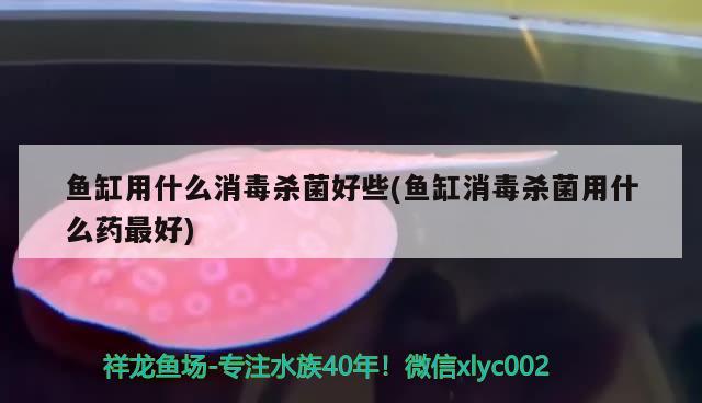 魚缸用什么消毒殺菌好些(魚缸消毒殺菌用什么藥最好) 廣州水族批發(fā)市場