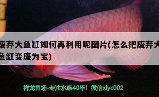 廢棄大魚缸如何再利用呢圖片(怎么把廢棄大魚缸變廢為寶) 慈雕魚