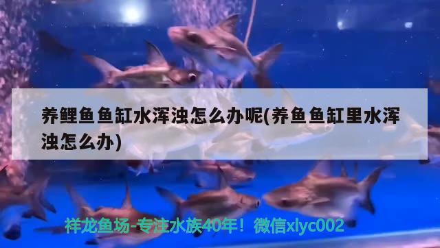 養(yǎng)鯉魚魚缸水渾濁怎么辦呢(養(yǎng)魚魚缸里水渾濁怎么辦)