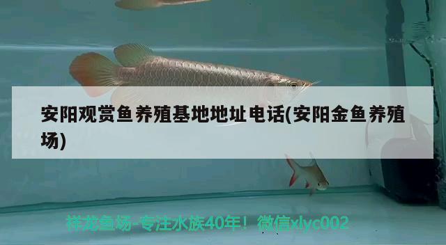 安陽觀賞魚養(yǎng)殖地址電話(安陽金魚養(yǎng)殖場) 招財(cái)戰(zhàn)船魚